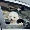 댕댕월드 이미지