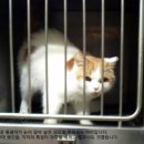 강남25시동물병원