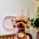 몽띠아모 이미지