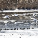 철새보는집 이미지