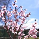 나무다락방 민박 이미지