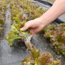 정종구농장 이미지