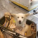 댕댕이를 부탁해 이미지