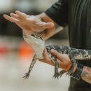 악어상사 이미지