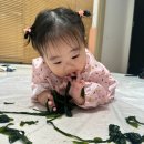 자향농장 | 7개월 8개월 아기 신세계 아카데미 깨비깨비 오감뚝딱 후기 미역 결명자 촉감놀이