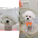 조아펫살롱 이미지