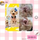 댕실 | 청주 흥덕구 복대동 애견미용 잘하는곳 댕실에서 푸들 테디베어컷 후기