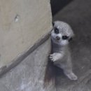 이치고이치에 이미지