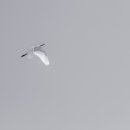 탄벌초등학교 이미지