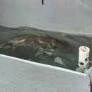 호와호와 | 26년7월5일 비바람부는 날씨에 무창포항 플러스호와 함께 백조기낚시 내돈내산후기!