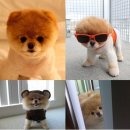 귀여운 강아지 이미지