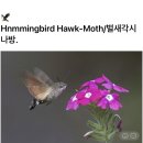 hummingbird hawk moth 이미지
