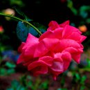 장미속옷 이미지