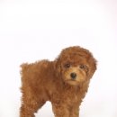 이삭애견훈련소 이미지