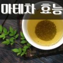 마테차 다이어트, 마테차의 효능 이미지