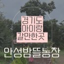 안성농장 | 경기도 아이랑 갈만한 곻 밤줍기 체험 안성 밤뜰농장