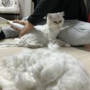 펫앤쿡(pet & cook) | 고양이 비누가 미용하는 날 — 펫킷 진공 클리퍼