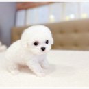 인천강아지분양 고양이분양 24시 데려가개 청라점 | 전국 홈 딜리버리 시스템도 운영하는 인천강아지분양 고양이분양 24시 데려가개 청라점