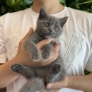 프리펫 강아지분양 고양이분양 천안본점 이미지