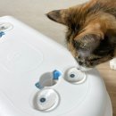 슬로우캣 이미지