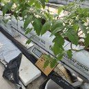 화천농장 | [후기] 🌱 화천 상서면 토마토 농장 방문기 🍅
