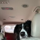 율이네펫 이미지