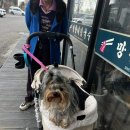 맥스펫 | 아발론 투고맥스 사용 후기