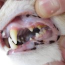 백호동물병원 이미지