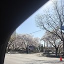 작동오리불고기 | 🌸 부천 원미산 진달래 축제 - 진달래 동산 (+근처 맛집 추천!)