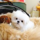 샵펫 강아지분양 울산점 이미지