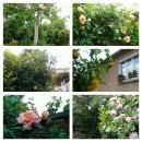 마메종민박 이미지