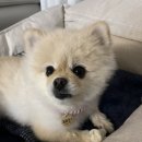 펫어스 이미지
