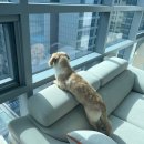 도그유토피아 더펜트 이미지