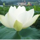 웅상신-2018 이미지