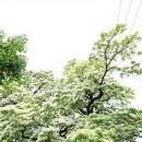 신천리-2 이미지