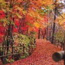 세종호수공원 야간 산책로 이미지