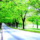청주가로수길 이미지