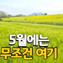 158 | 전북 고창 청보리밭 축제 후기｜5월 가볼만한곳 유채꽃 절정이었어요