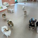 댕구르강아지유치원 | 부산애견유치원 중 가장핫하다는 북구 화명동 댕구르 강아지애견유치원미용호텔 후기