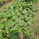 오백농장 이미지