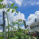 🍅 자연생태교육 -방울토마토 수확하기 🍅 이미지