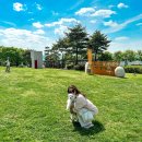 미스터카 | 제주도 한달살기 서귀포 애견동반 숙소 펜션 미스터멘션 제주 여행 코스