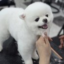 남양주애견미용학원 네이버블로그