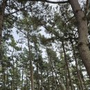 노을숲캠핑장 이미지