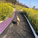 신안밧데리 | 전남 신안 가볼만한곳 퍼플섬 라벤더축제 섬 가는법 위치 입장료 주차