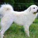 도그디저트 이미지