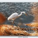 석계천 Daum카페