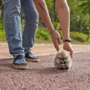 퍼피케어 이미지