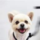 몽대디 이미지
