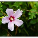 샤론  꽃  화원 이미지